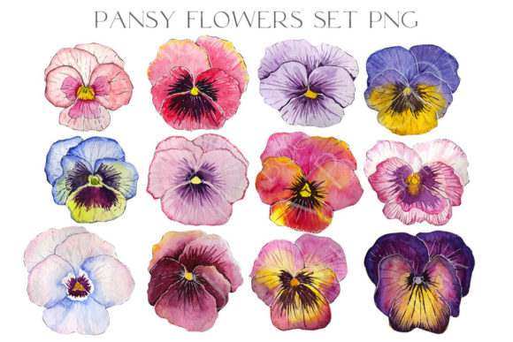 12 Watercolor Pansy Flower Buds PNG for Illustrations