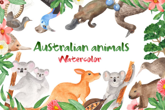 Australian Animals Watercolor Clipart and Illustrations