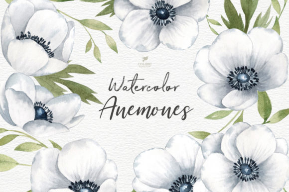 Flowers Anemones Watercolor Clipart Set and Illustrations