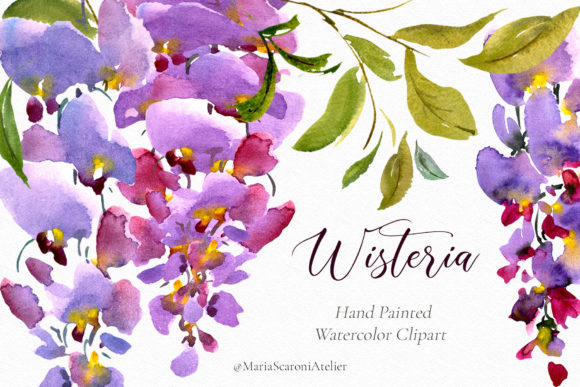 Watercolor Flowers Wisteria Clipart