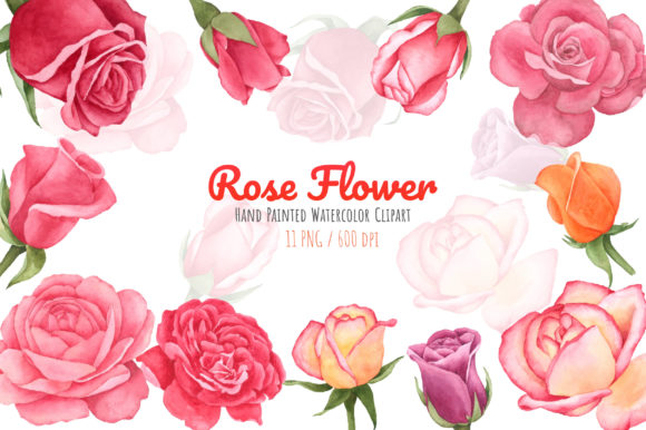 Watercolor Rose Flower Clipart and Illustrations