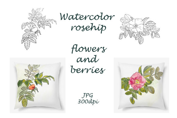 Watercolor Rosehip Flowers and Berries Illustrations